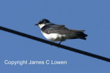 White-rumped Swallow