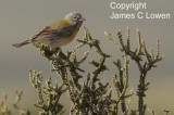 Grey-hooded Sierra-finch