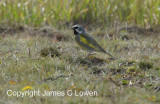 White-bridled FInch