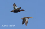 Cinnamon Teal