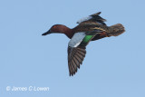 Cinnamon Teal