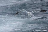 Kelp Gull