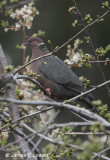 Chilean Pigeon