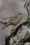 Bar-winged Cinclodes
