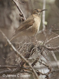 Patagonian Forest Earthcreeper