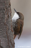 White-throated Treerunner
