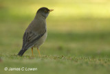 Austral Thrush