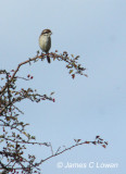 Brown Shrike