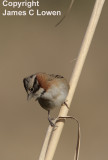 Rufous-collared Sparrow