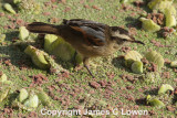 Wren-like Rushbird