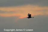 Little Egret