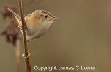 Grass Wren