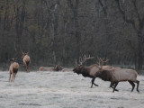 Bull Elk Fight