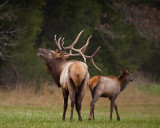 84692 bull elk 6 at lost valley 8x10 web.jpg