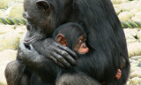 Taronga Zoo Chimp Mother w/Baby