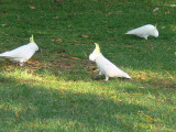 Cockatiels in the Park
