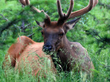 Parc National de Jasper - Wildlife