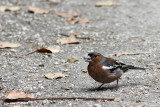 Common chaffinch