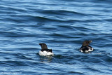 Razorbill