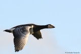 Barnacle goose