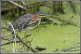 Heron Vert