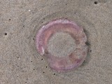 Beached jelly fish