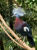 2008-07-14 Western crowned-pigeon