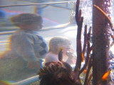 2008-06-15 Aquarium