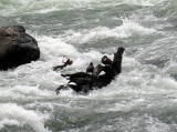 Resting Harlequin Ducks.jpg