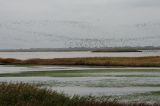 Thousands of dunlins come in from the tidal area at high tide
