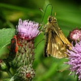 Pecks Skipper Butterfly and Plant Bug