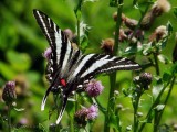 Zebra Swallowtail Butterfly