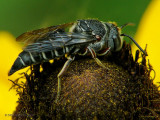 Cleoparasitic of Leaf-cutter Bee