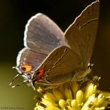 Gray Hairstreak