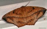 Large Maple Spanworm Moth