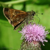 Little Glassywing Skipper