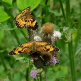Silvery Checkerspot Butterflies