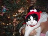 Devil Christmas Kitty