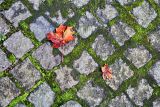 Autumn ***NEW***
