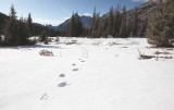 Bear Tracks, Washington Pass Meadow <br> (WaPass110209-3adj2.jpg)