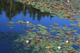 Lilies in Deer Isle, Maine