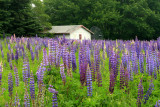 Lupines and a house east of Harrington