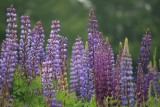 Lupines are everywhere in Maine in June. On Deer Isle, they were even having a Lupine Festival!