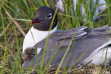 Laughing Gull with Chick