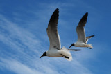 Laughing Gulls