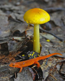 Mushroom and Red Eft