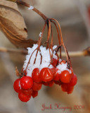 Snow on the Berries