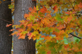 4JH_7737.jpg