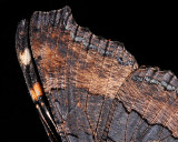 Moth Wing Detail