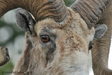 Bighorn Ram